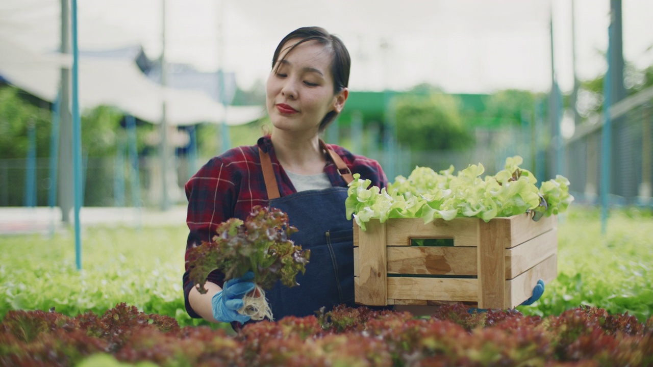 亚洲农民采摘她在菜园里种植的蔬菜视频素材