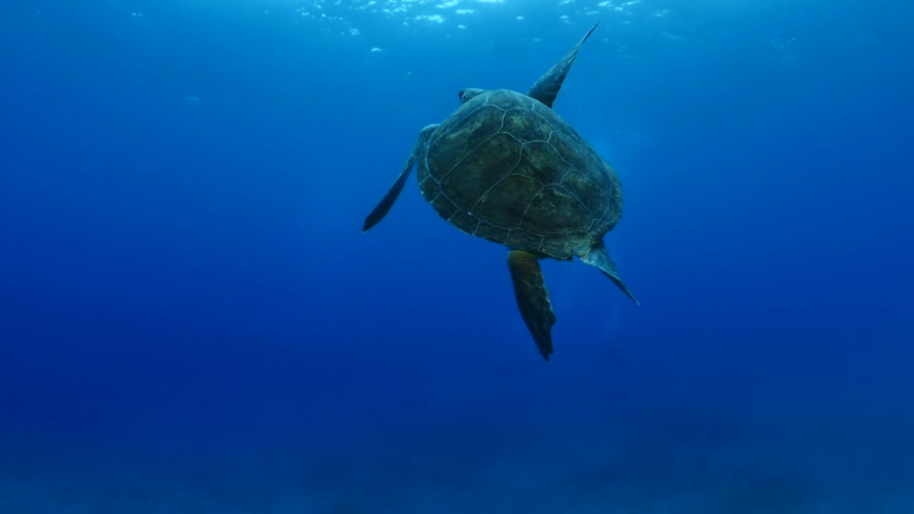 海龟在水下游泳缓慢与阳光的光束和射线海洋风景蓝色的水Chelonia mydas视频素材