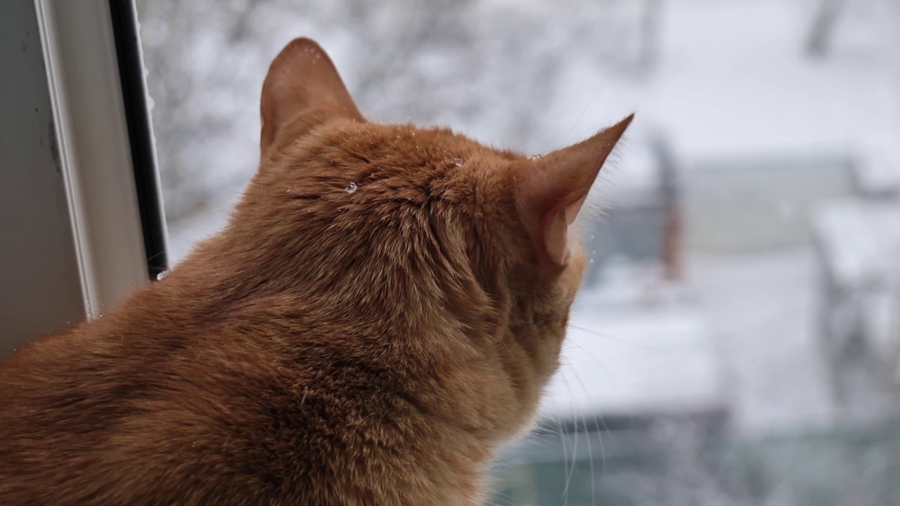 姜黄色猫的肖像特写。猫在冬天看着窗外视频素材