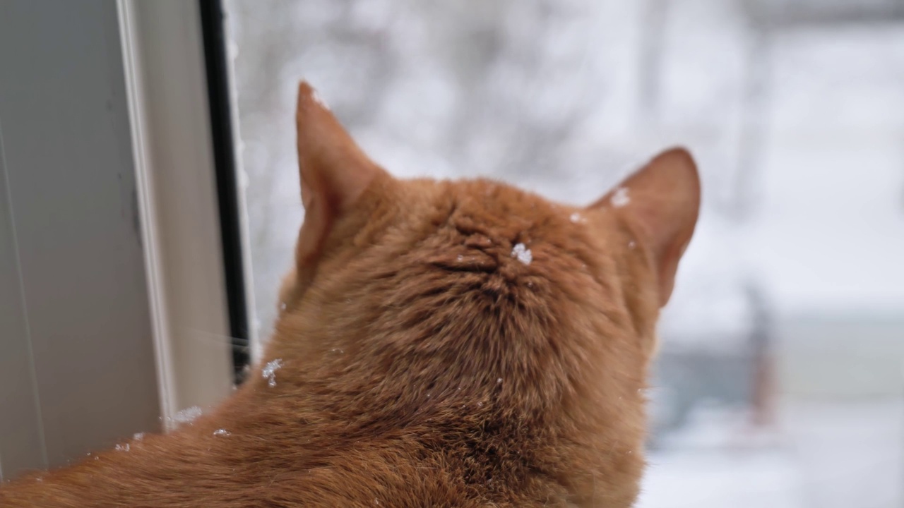 姜黄色猫的肖像特写。猫在冬天看着窗外视频素材