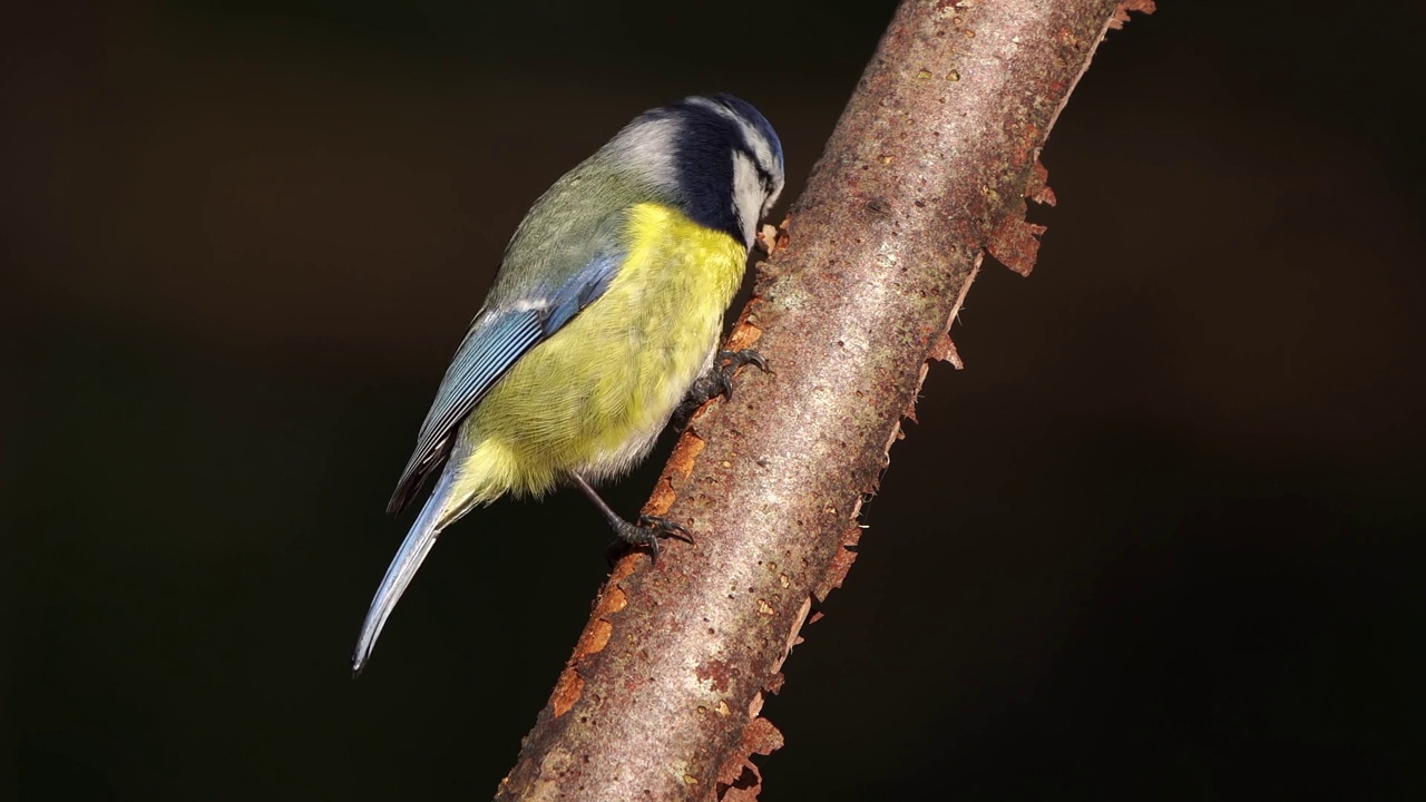 在黑暗的背景下，一只蓝山雀(Cyanistes caeruleus)在树枝上啄树皮视频素材