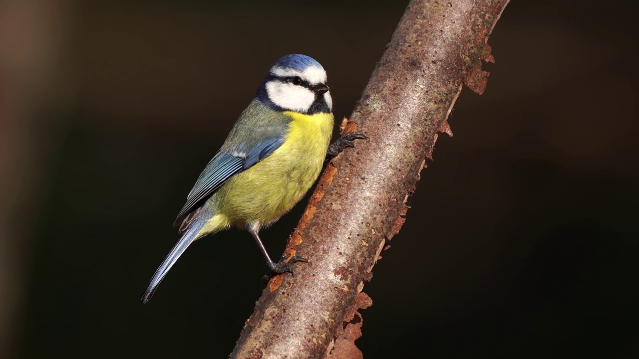 在黑暗的背景下，一只蓝山雀(Cyanistes caeruleus)在树枝上啄树皮视频素材