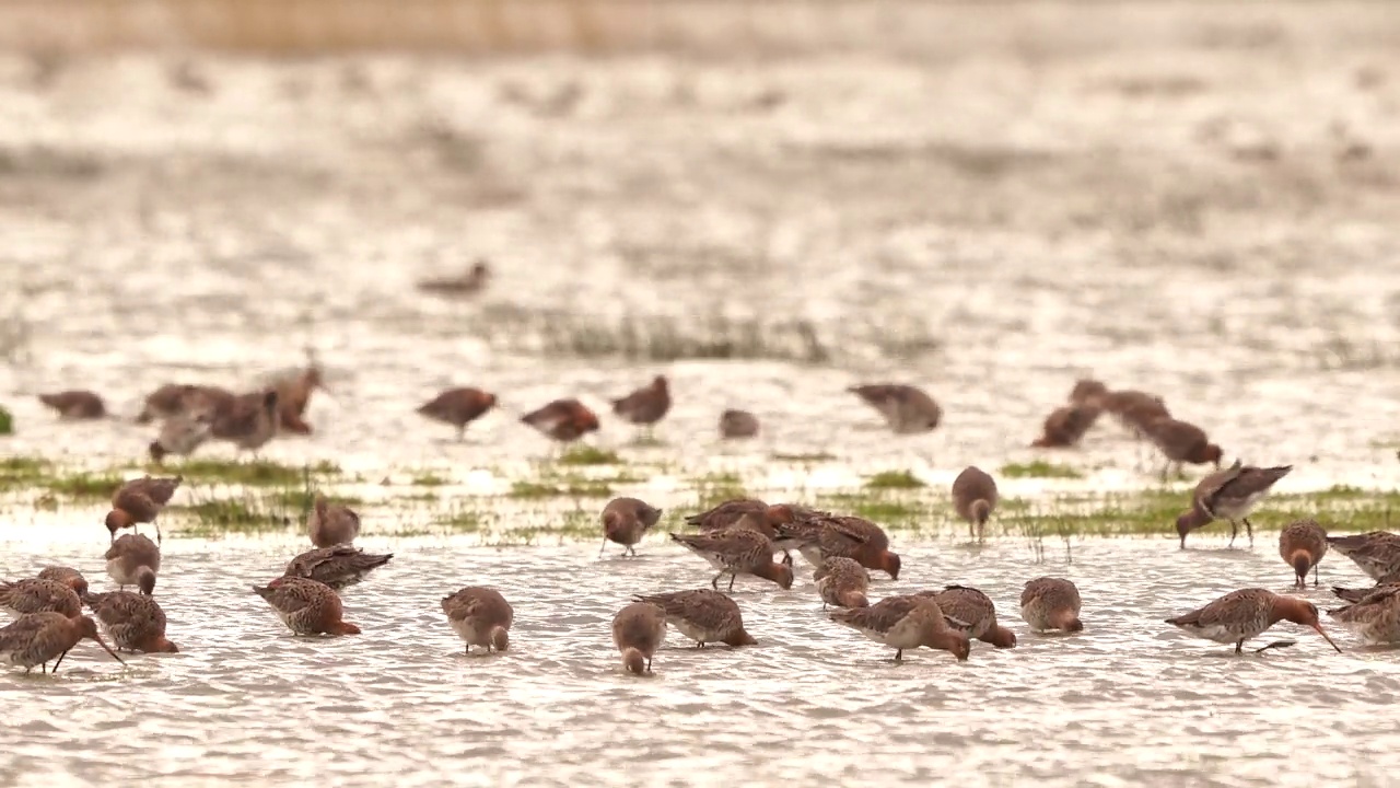 早春时节，一群觅食的黑尾塍鹬(Limosa Limosa)在浅水觅食。视频素材