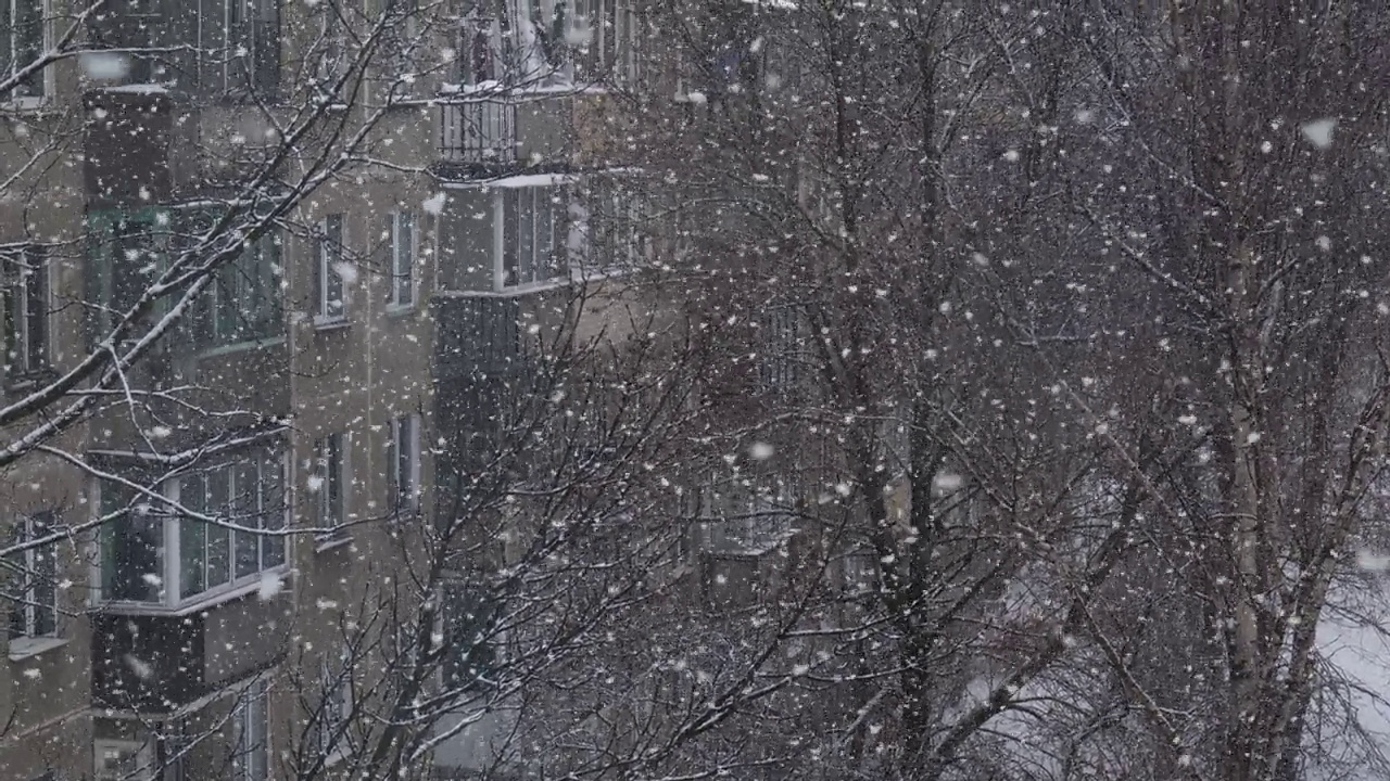 雪在院子里的背景下慢慢的莫了树视频素材