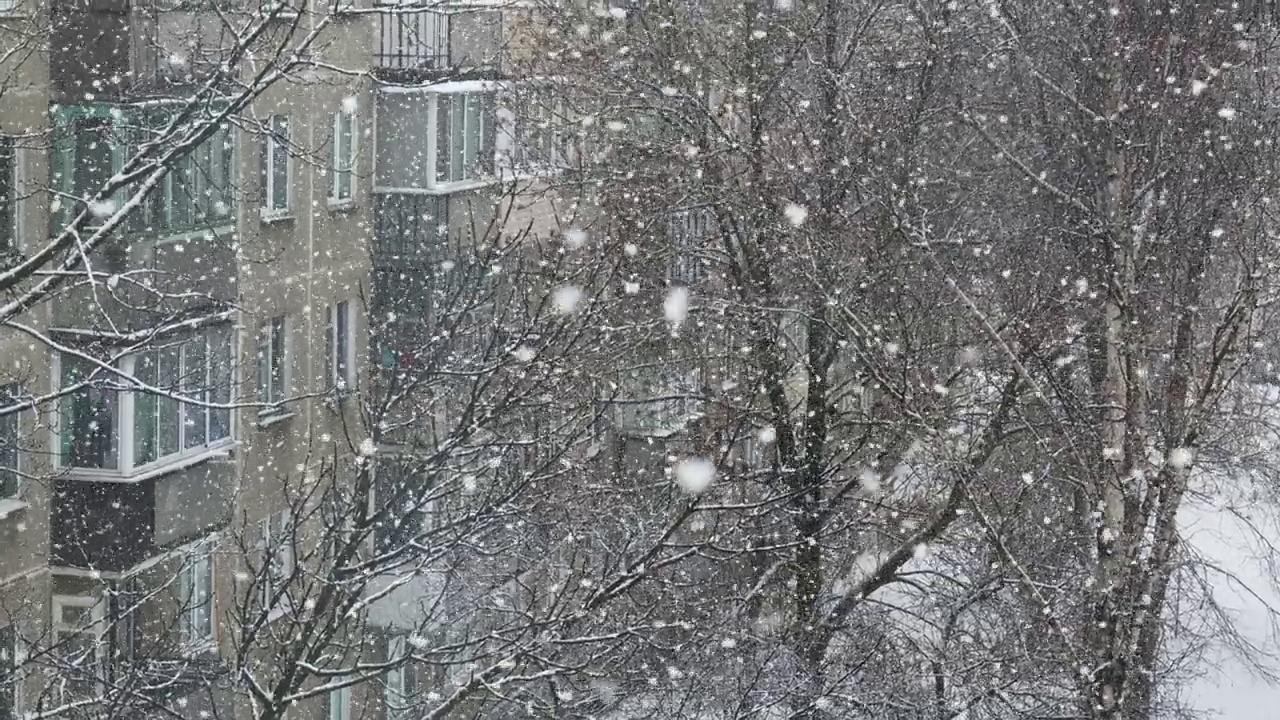 雪在院子里的背景下慢慢的莫了树视频素材