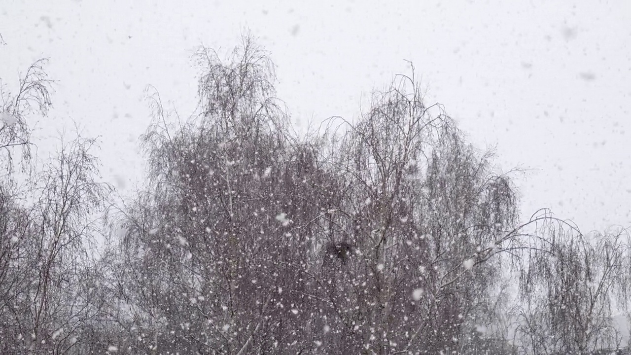 雪在院子里的背景下慢慢的莫了树视频素材