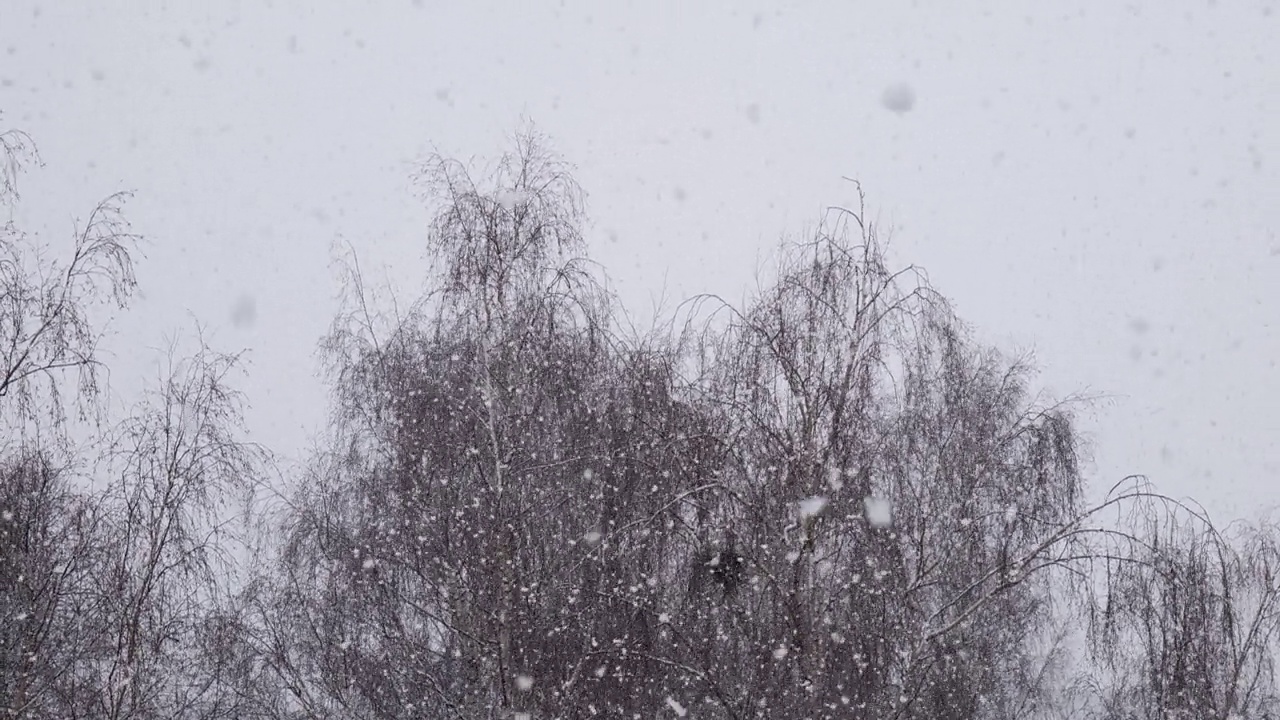 雪在院子里的背景下慢慢的莫了树视频素材