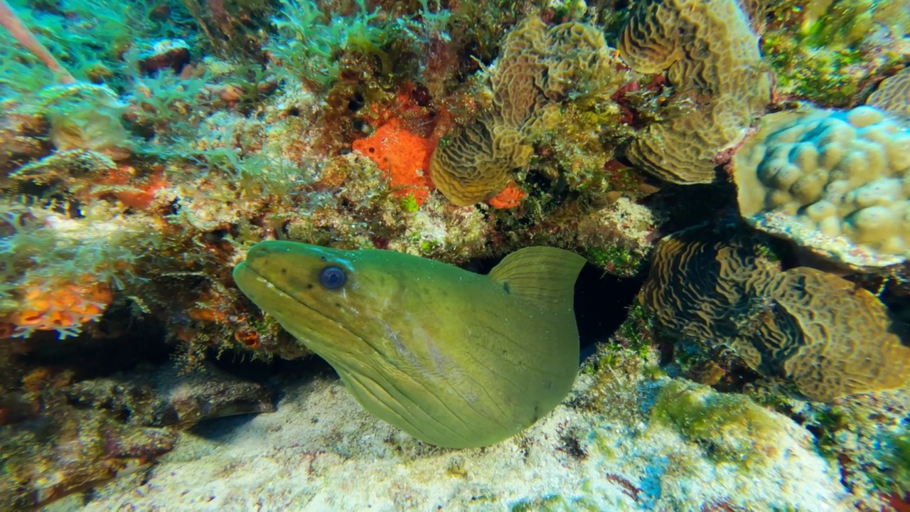 绿色条海鳗视频素材