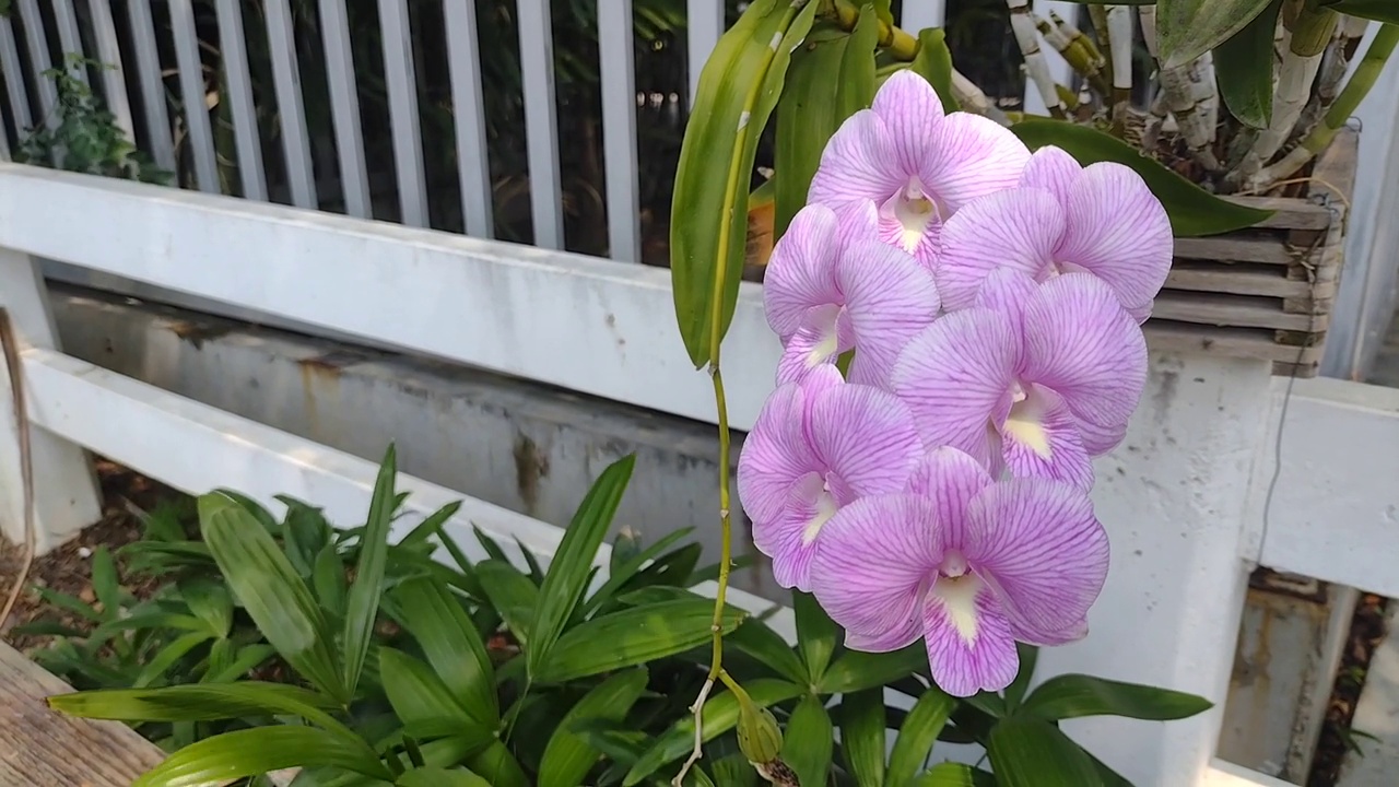 粉红色的兰花在花园里。视频素材