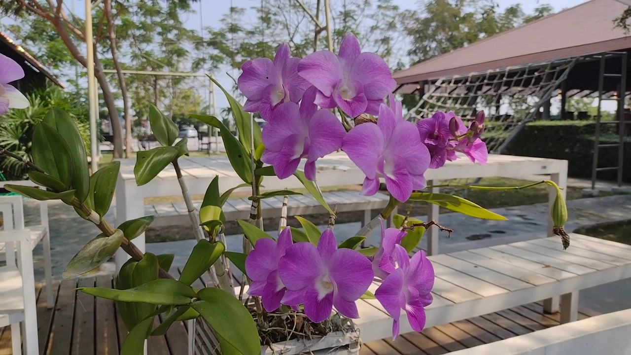 粉红色的兰花在花园里。视频素材