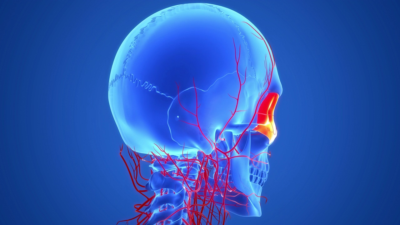 人体骨骼系统头骨骨骼部分颧骨解剖动画概念视频素材