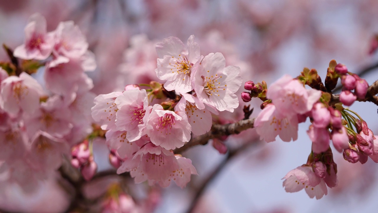 日本樱花视频。樱花在春风中摇曳的景色。视频素材