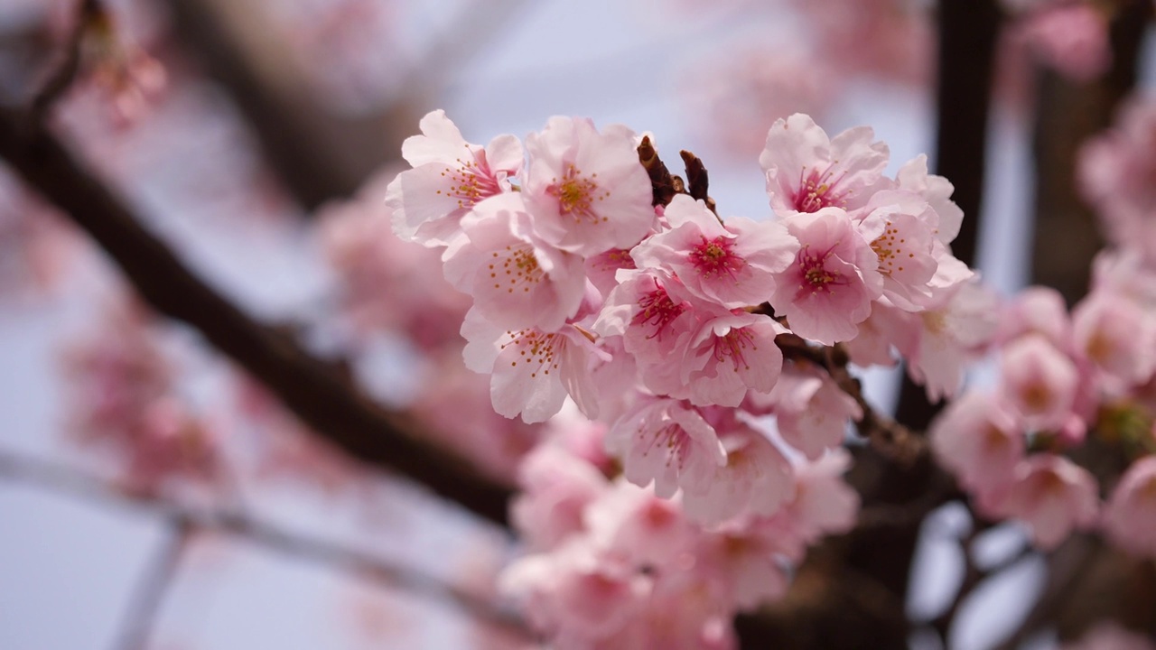 日本樱花视频。樱花在春风中摇曳的景色。视频素材