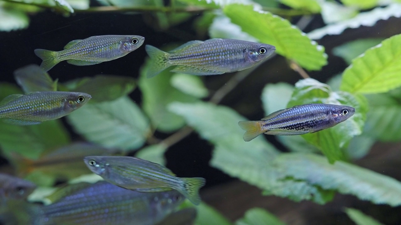 水族馆里奇异的热带鱼视频素材