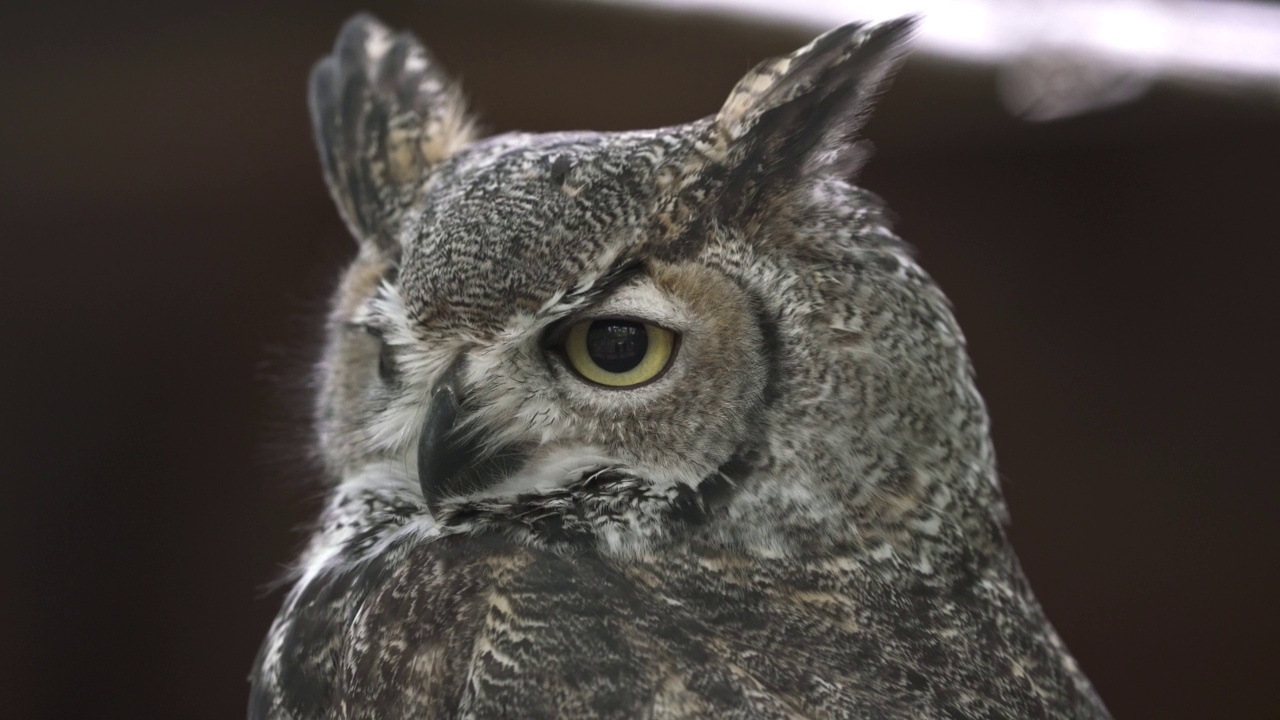 大角猫头鹰- Bubo virginanus视频素材