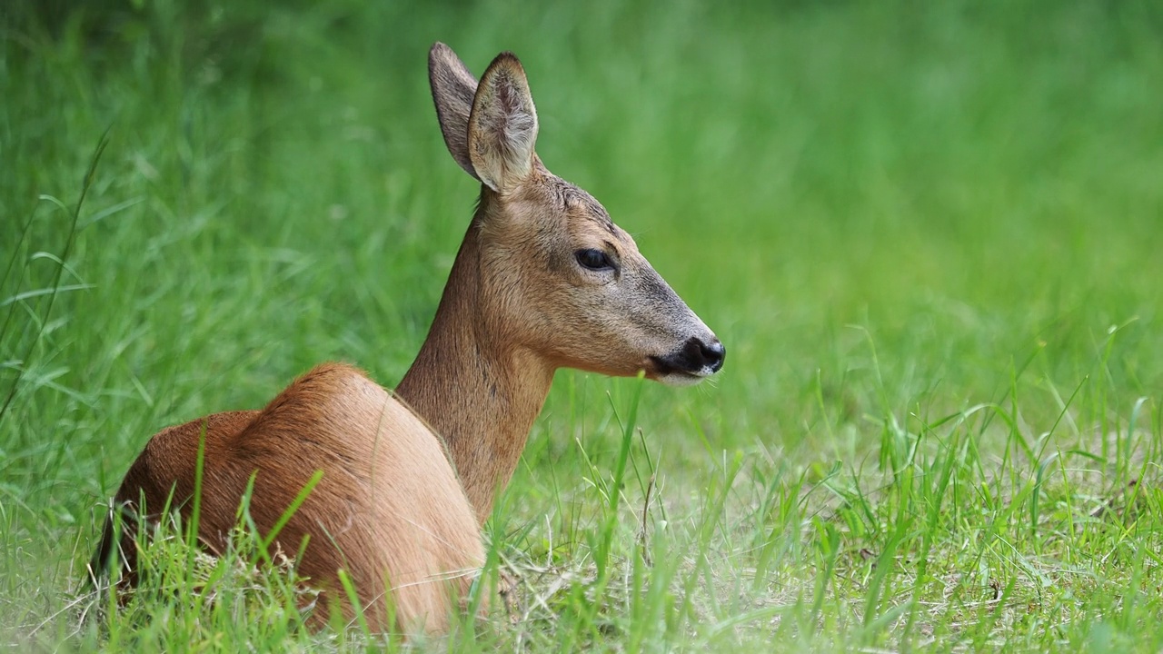 草地上的狍，Capreolus Capreolus。野生动物。视频素材