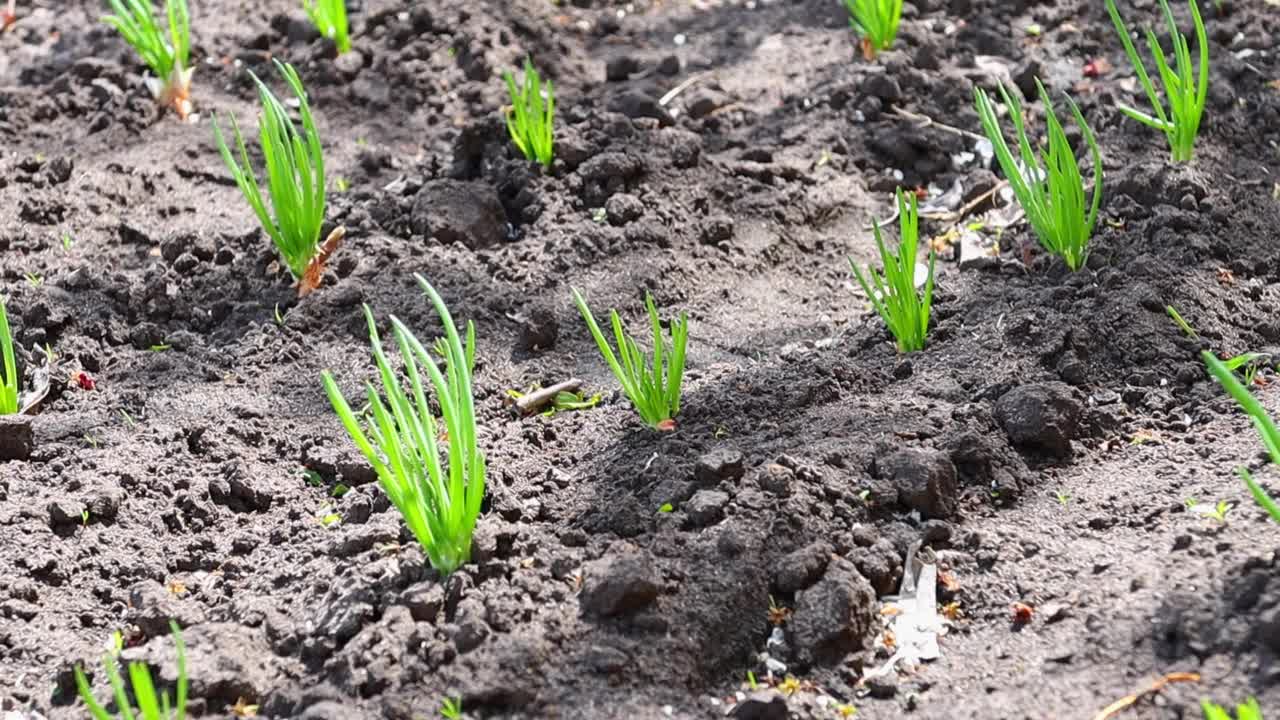 户外绿色植物的幼苗。葱叶，种植有机食品，营养适当。视频素材