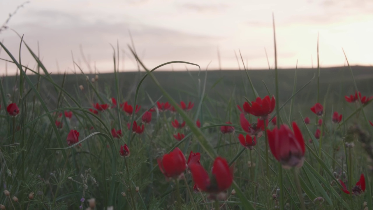 红色的野花映衬着青山和夕阳。春天的草药。视频素材