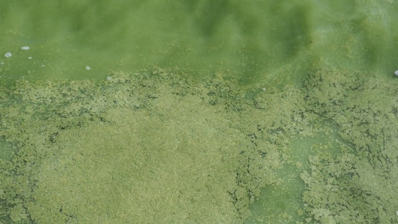 受干旱影响的水库中含氧量低的污染水。视频素材