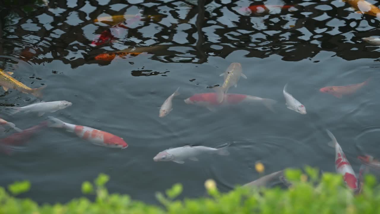 池塘里的锦鲤视频素材