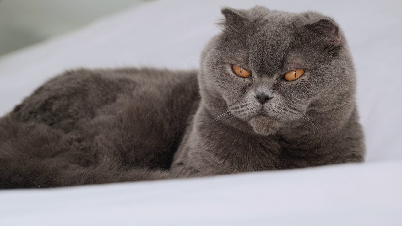 苏格兰折耳猫坐着看着镜头，向前看。英国短毛猫，灰色和蓝色相间，黄色大眼睛。家猫，动物，宠物视频素材