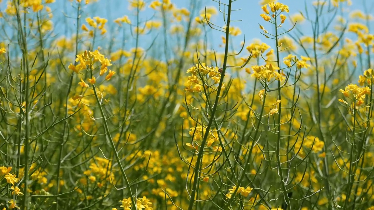 田间盛开的黄色油菜(油菜)花视频素材