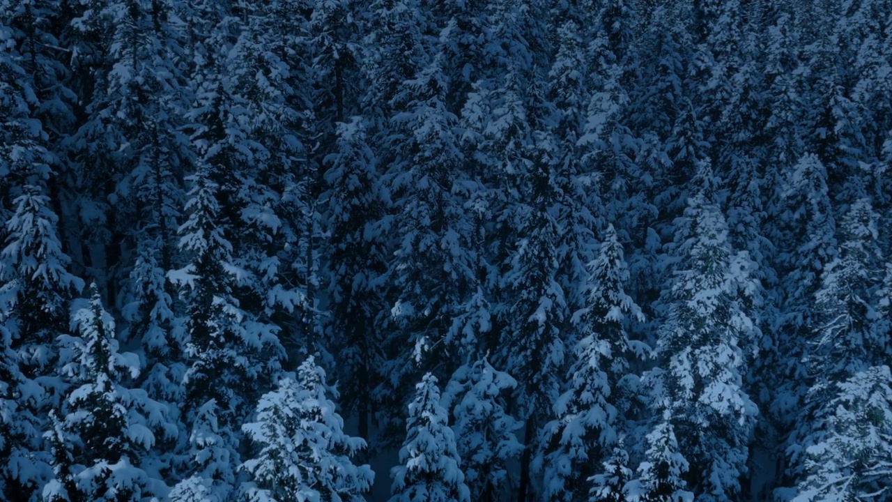 在山坡上的积雪覆盖的树上飞行视频素材