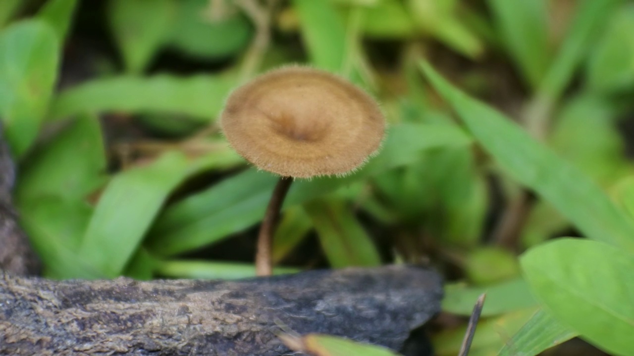 大蘑菇视频自然背景，蘑菇高清视频视频素材