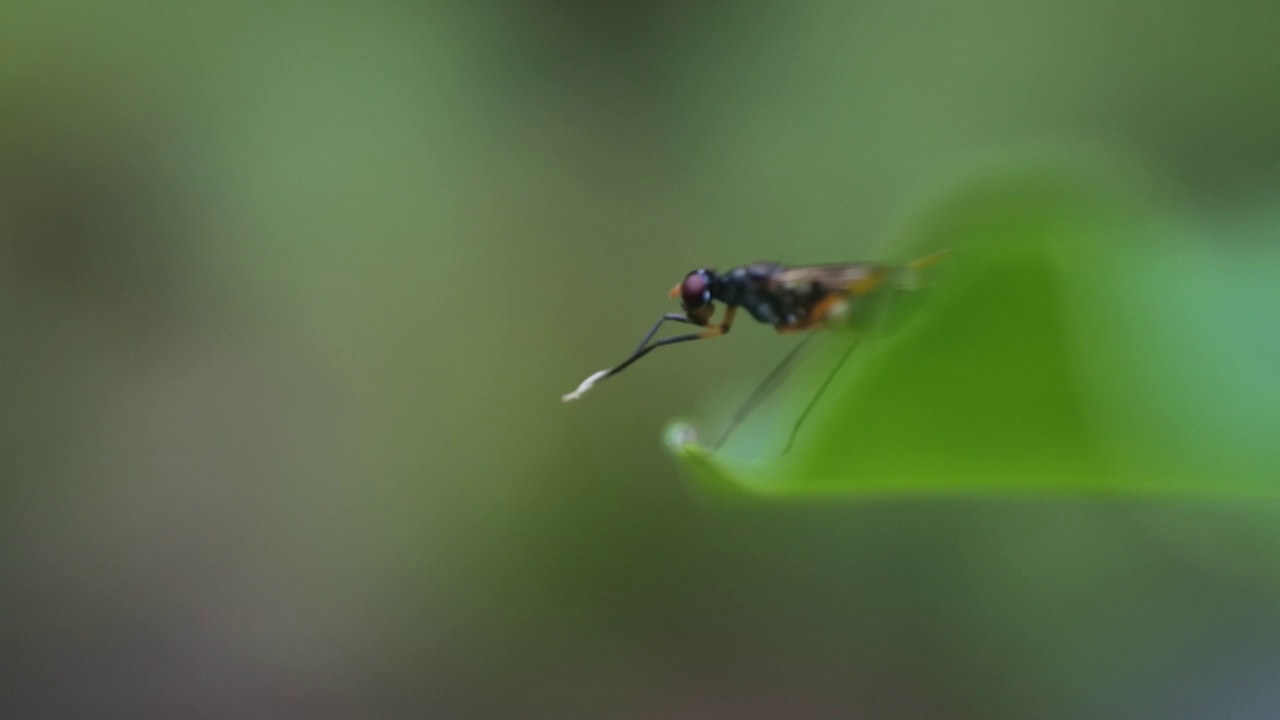 黄蜂(Polistes nipponensis Saussure)在叶子上，高清视频视频素材