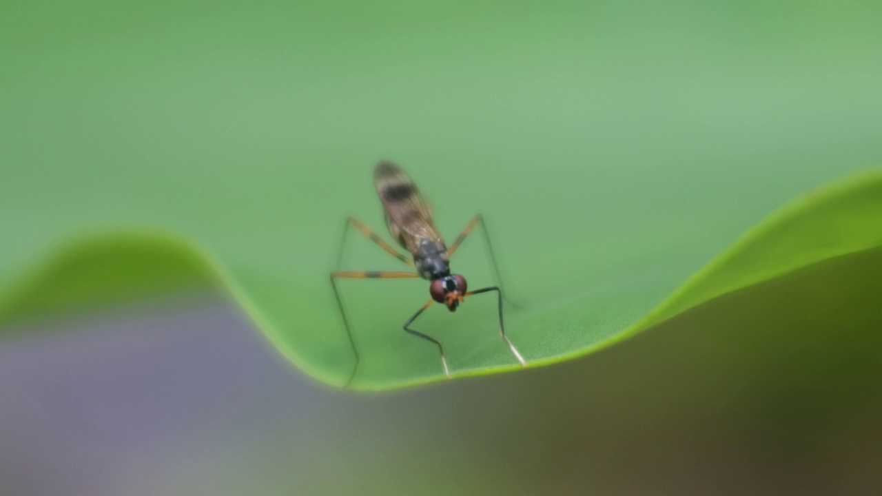 黄蜂(Polistes nipponensis Saussure)在叶子上，高清视频视频素材