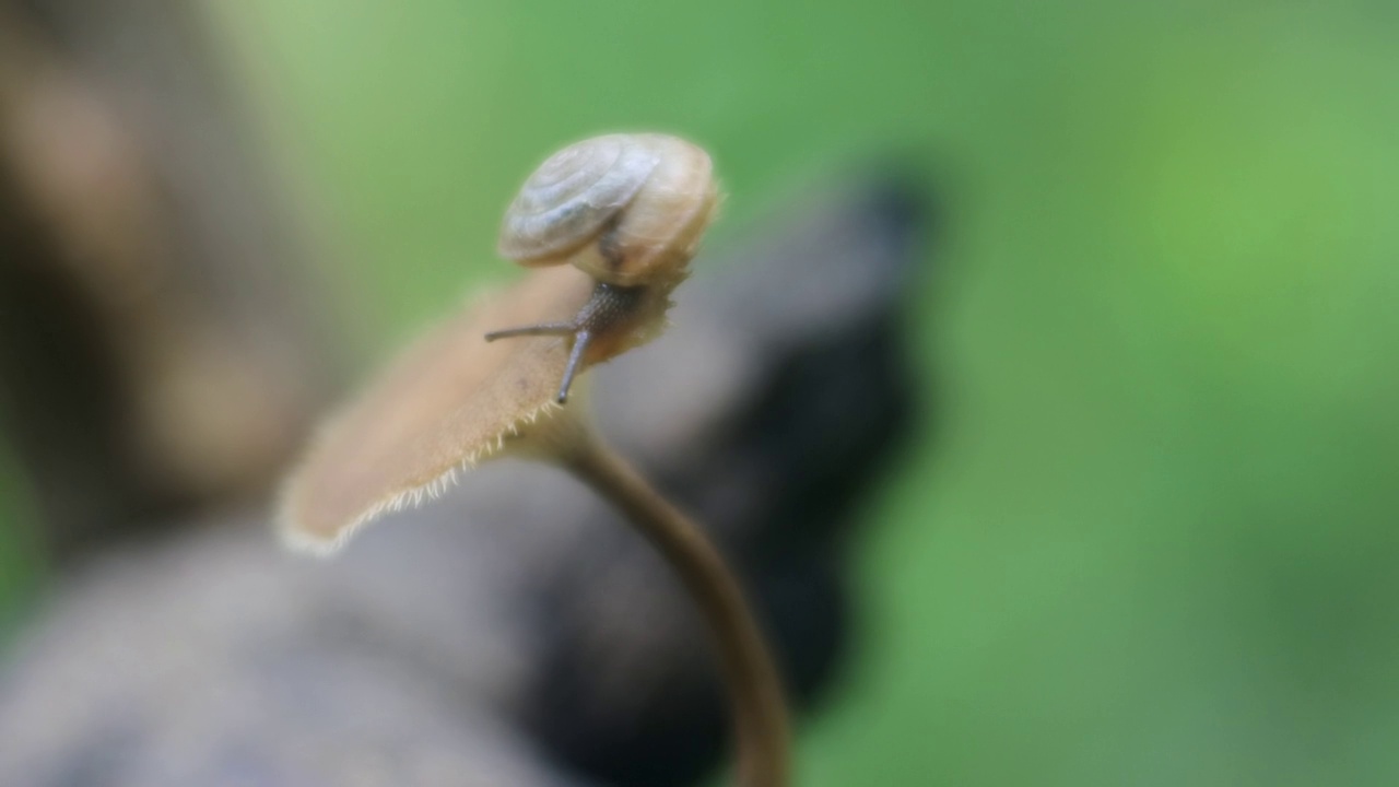 爬在毒蕈上的蜗牛。对自然界蜗牛的记录。腹足类软体动物高清特写视频视频素材