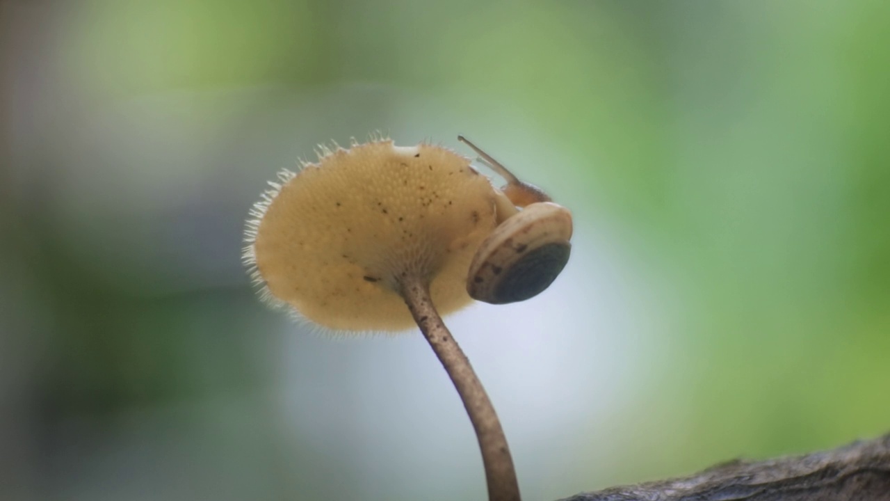 爬在毒蕈上的蜗牛。对自然界蜗牛的记录。腹足类软体动物高清特写视频视频素材