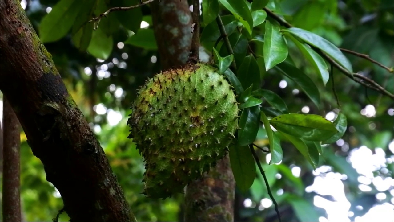 挂在树上的Soursop，水果含有丰富的维生素C来源，水果表面有刺皮视频素材