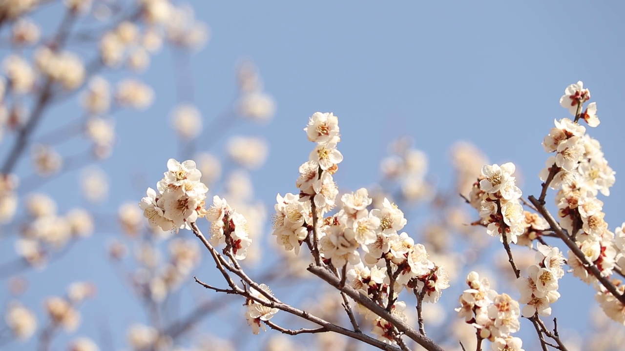 山梨县开市
梅花视频素材