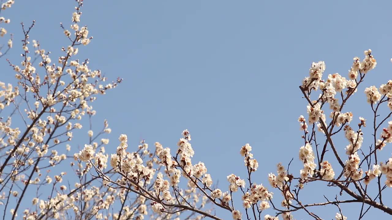 山梨县开市
梅花视频素材