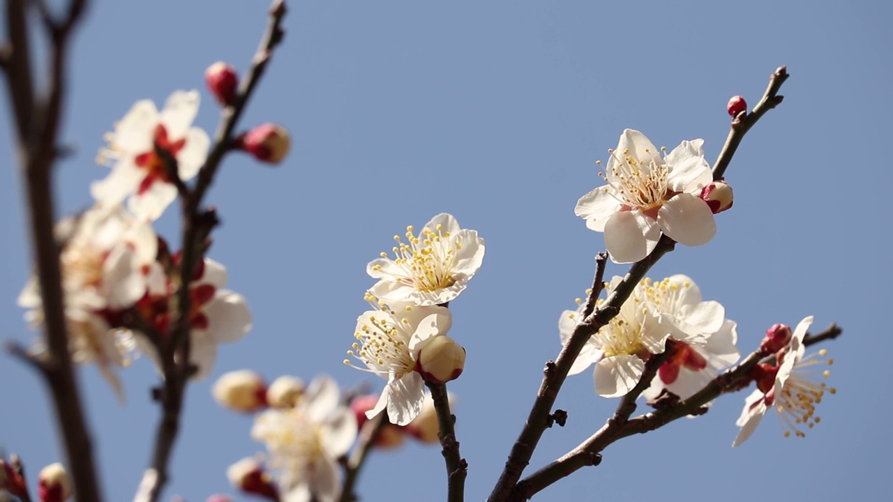 山梨县开市
梅花视频素材