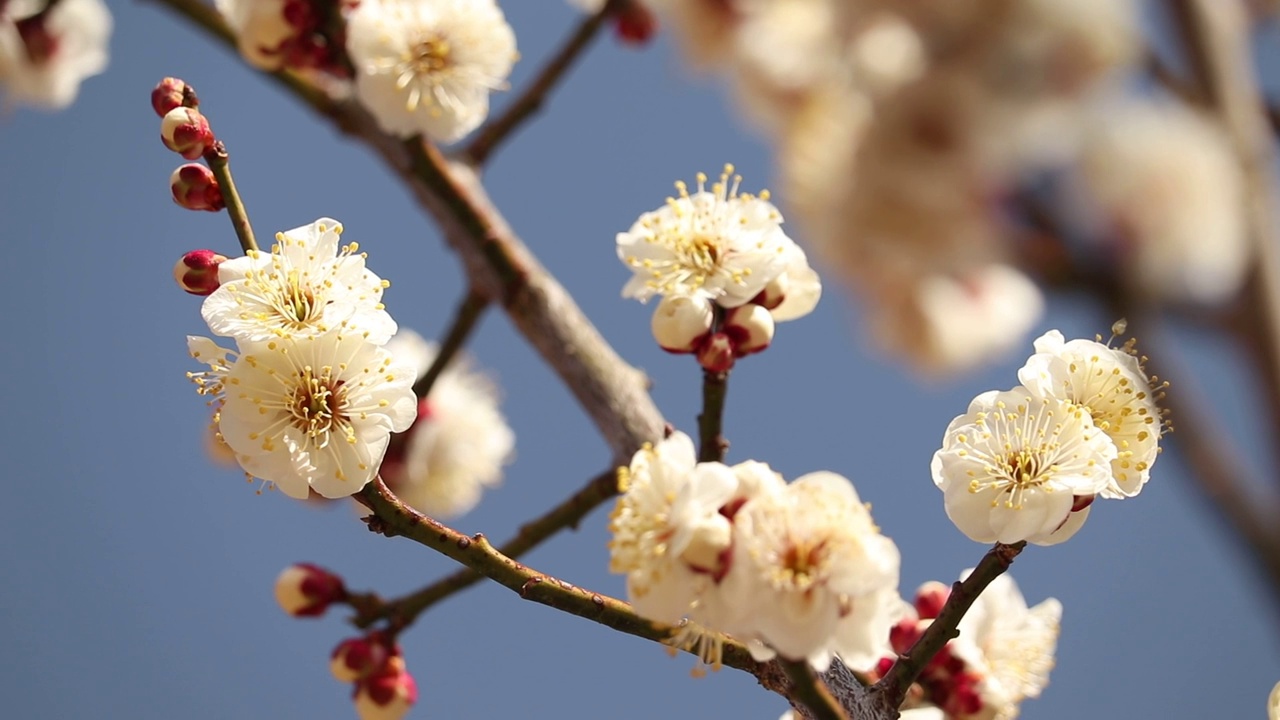 山梨县开市
梅花视频素材