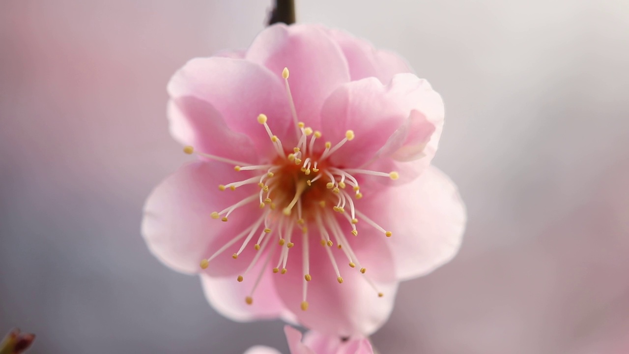 山梨县开市
梅花视频素材