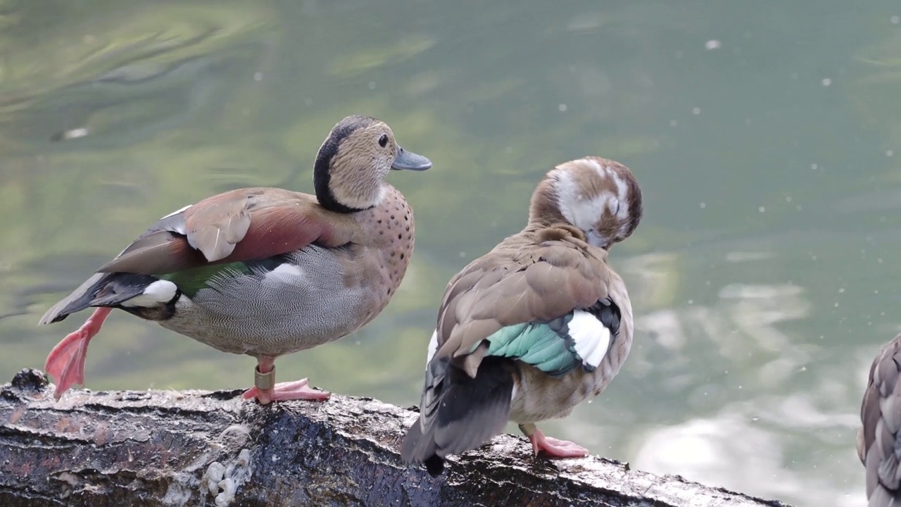 环斑青色(calonetta leucophrys)清洁它的羽毛视频素材