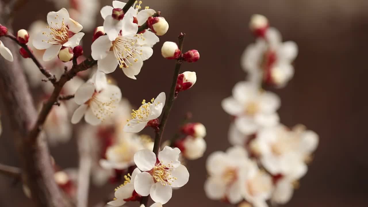 山梨县开市
梅花视频素材