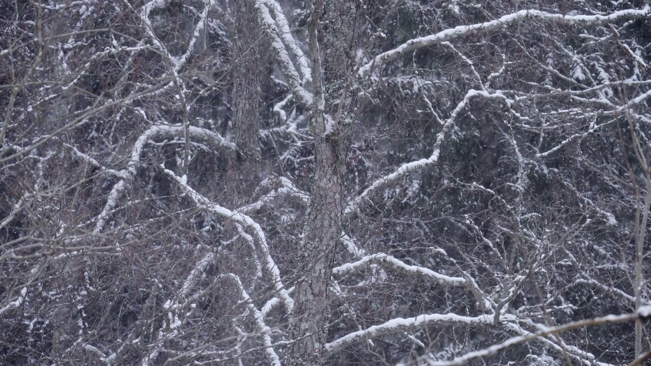 雪花，大片的雪花形成了冬天的背景。视频素材