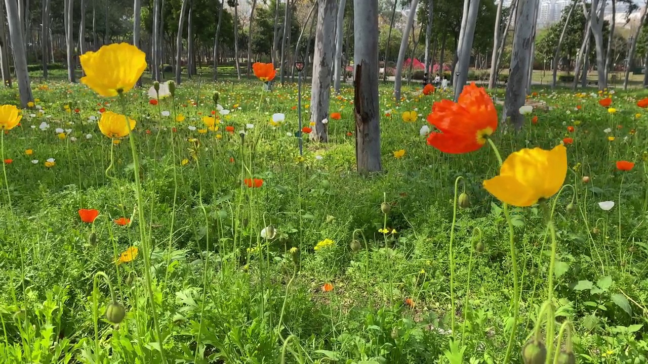 路边盛开的野花视频素材