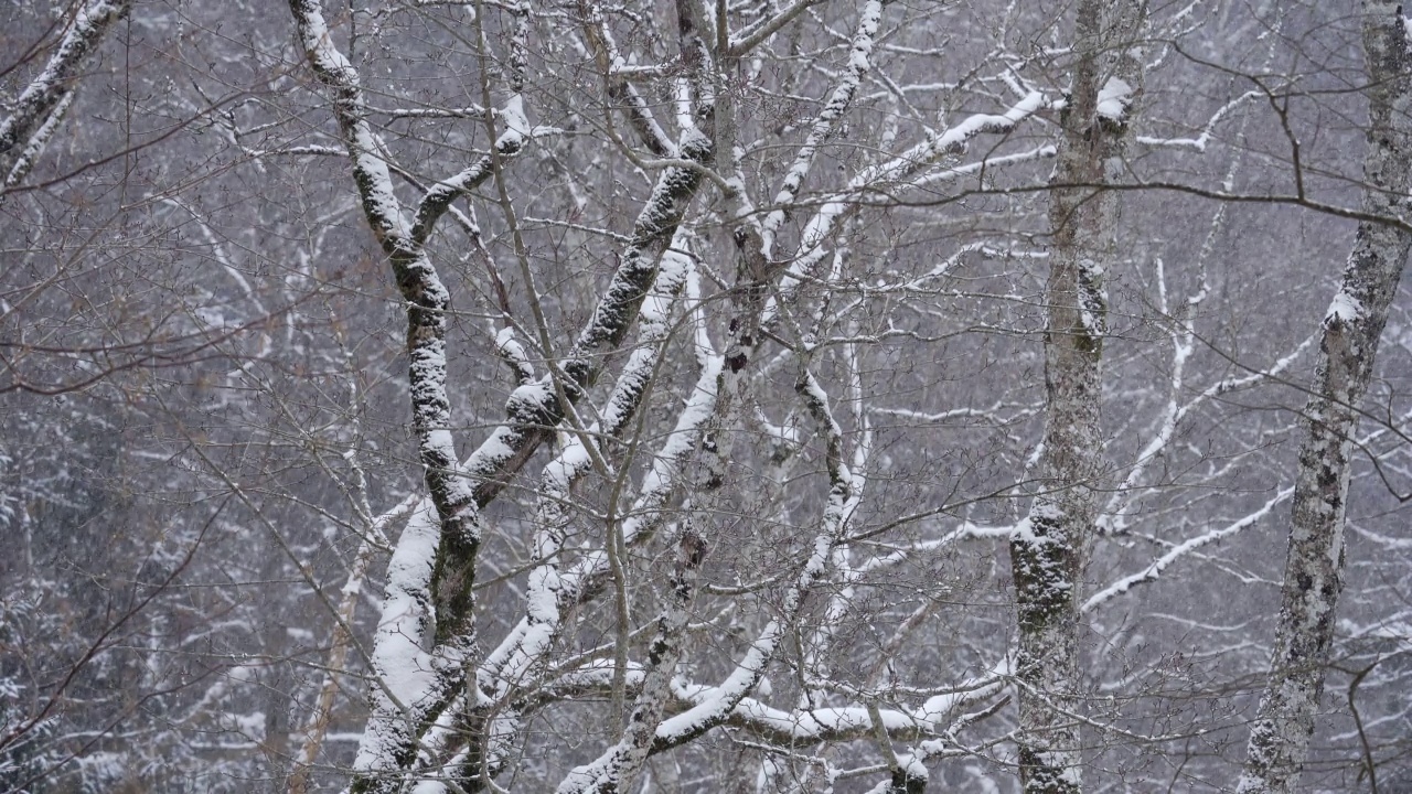 雪，大片的雪创造了一个冬天的背景。视频素材