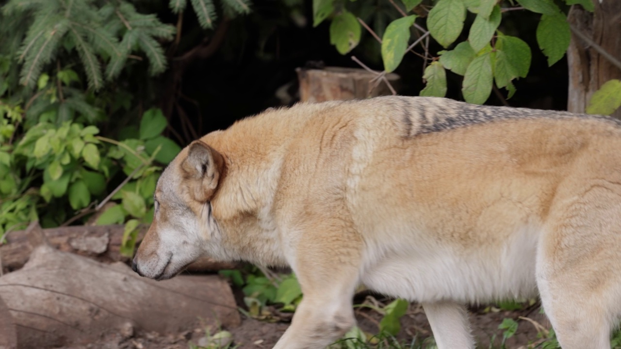 狼(Canis lupus)，又称灰狼，是犬科现存最大的成员。狼是狗家族中最大的野生成员。视频素材