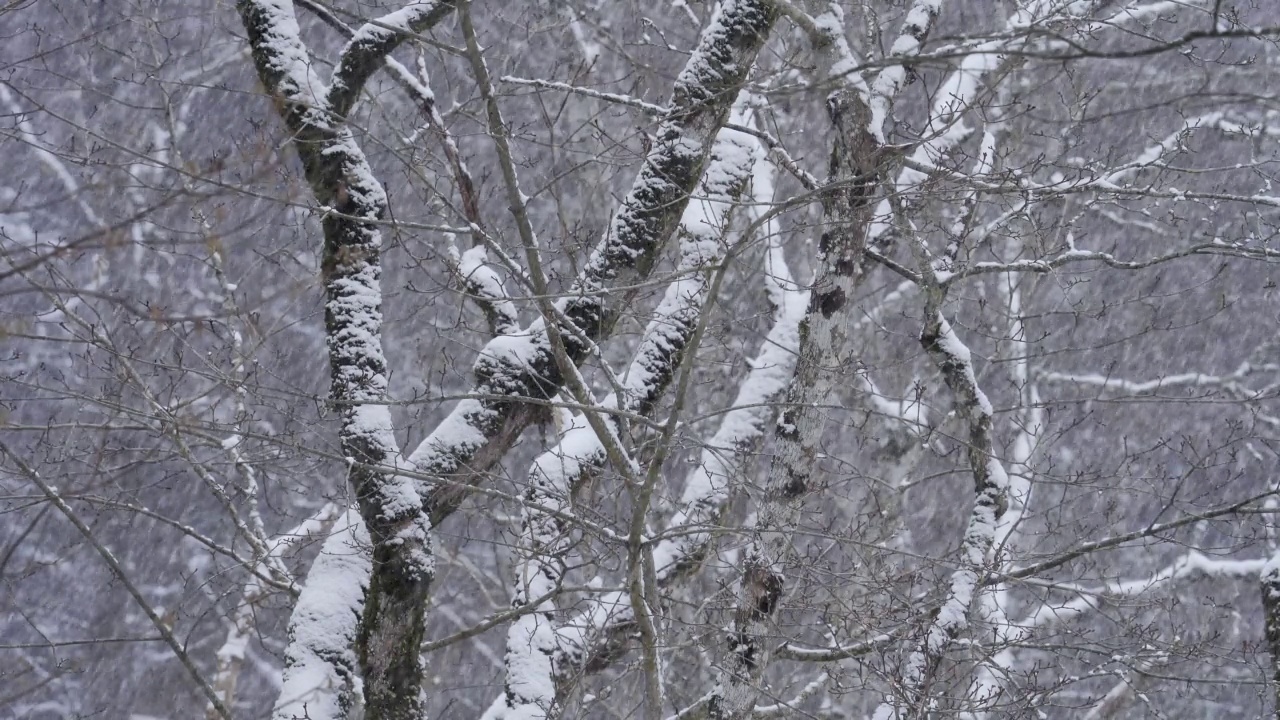 雪，大片的雪创造了一个冬天的背景。视频素材