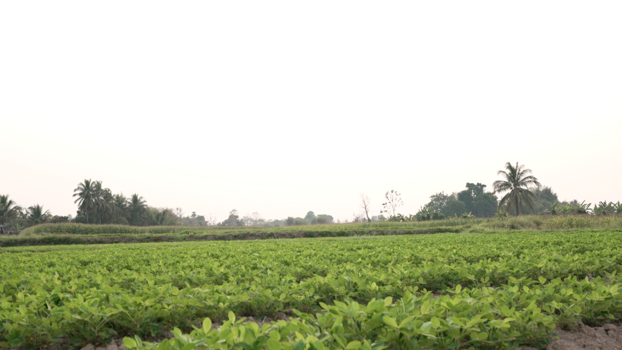 在泰国农村地区的有机农业领域种植豆类植物视频下载