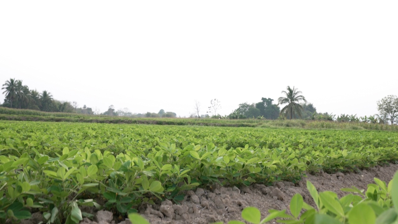 在泰国农村地区的有机农业领域种植豆类植物视频素材