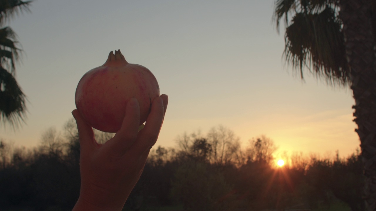 生食的轮廓在手中。夕阳下捧着成熟的石榴视频素材