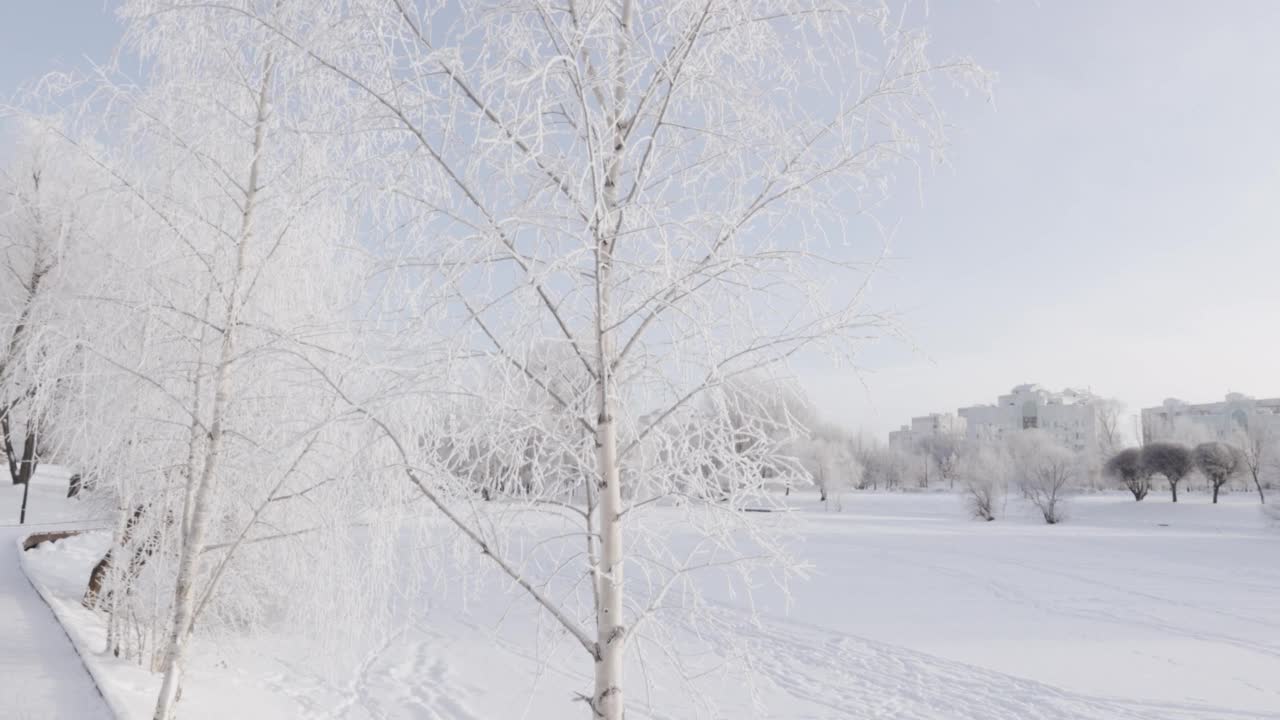 白桦枝头在雪和霜的对抗下视频素材