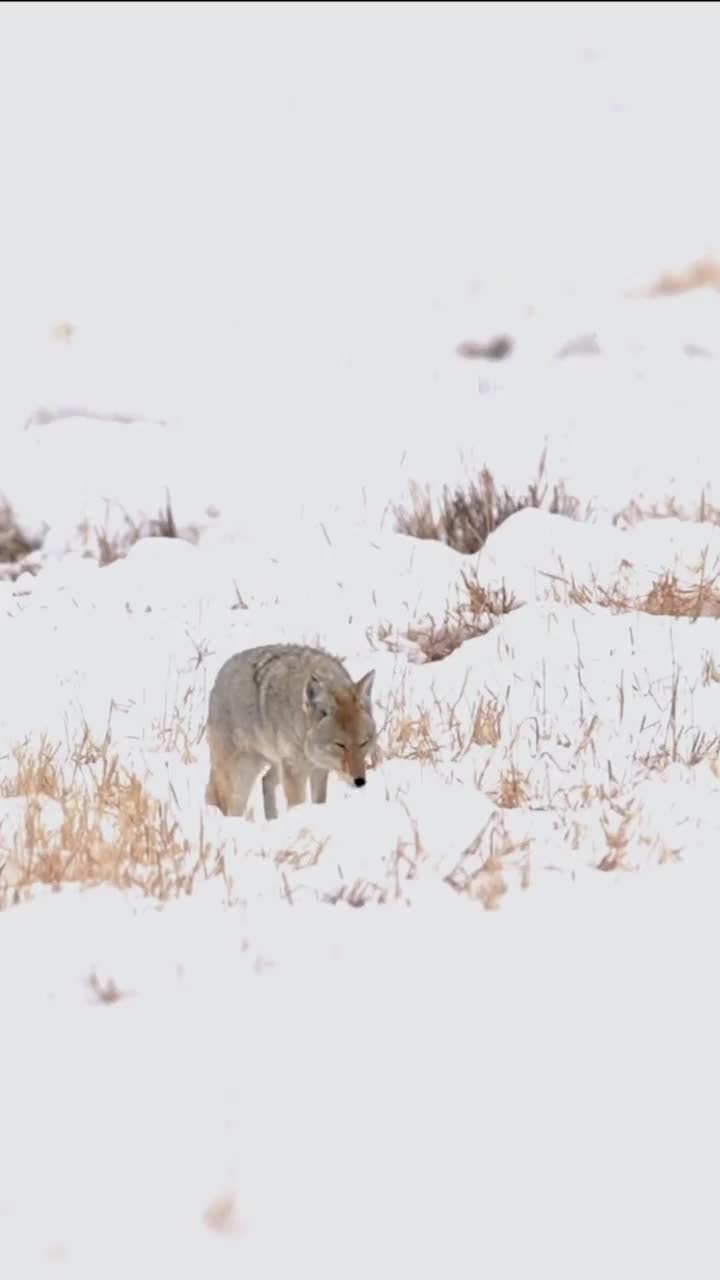 雪地里跟踪土狼视频素材